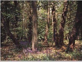 Chiltern Woodlands